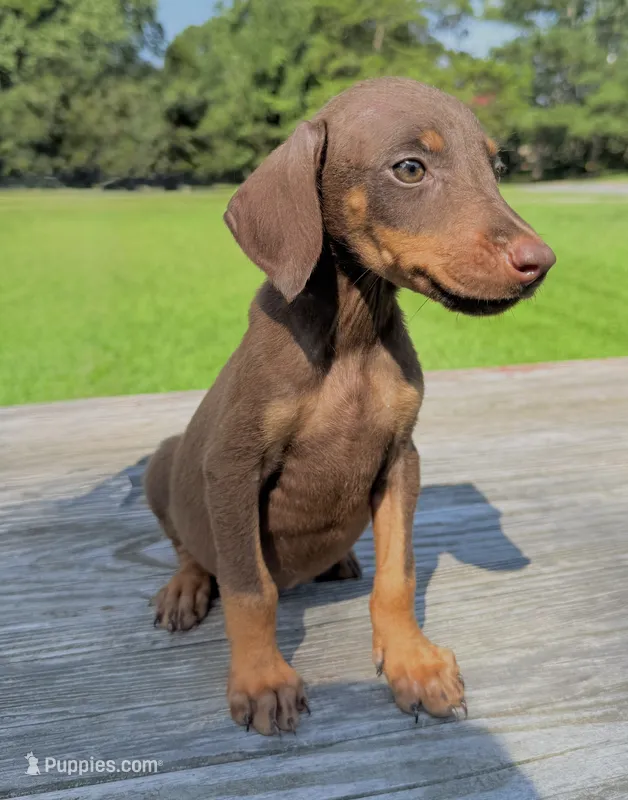 Scarlett  – Doberman Pinscher puppy for sale in Williamsburg, VA