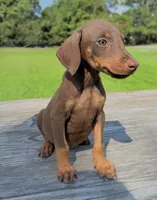 Scarlett , a female Doberman Pinscher for sale in Williamsburg, VA – 1 of 1