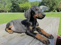 Midnight, a male Doberman Pinscher for sale in Williamsburg, VA – 2 of 2