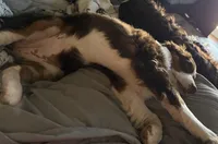 Jasmin, a female Miniature Bernedoodle for sale in Wellington, CO – Photo 3 of 4