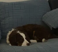 Jasmin, a female Miniature Bernedoodle for sale in Wellington, CO – Photo 2 of 4