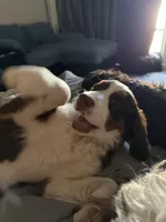 Jasmin, a female Miniature Bernedoodle for sale in Wellington, CO – Photo 4 of 4