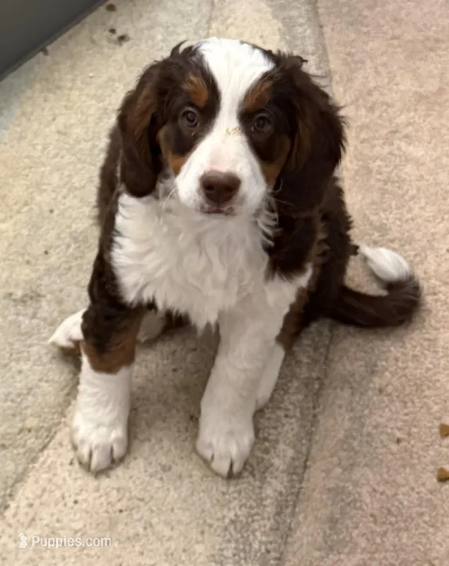 Jasmin – Miniature Bernedoodle puppy for sale in Wellington, CO