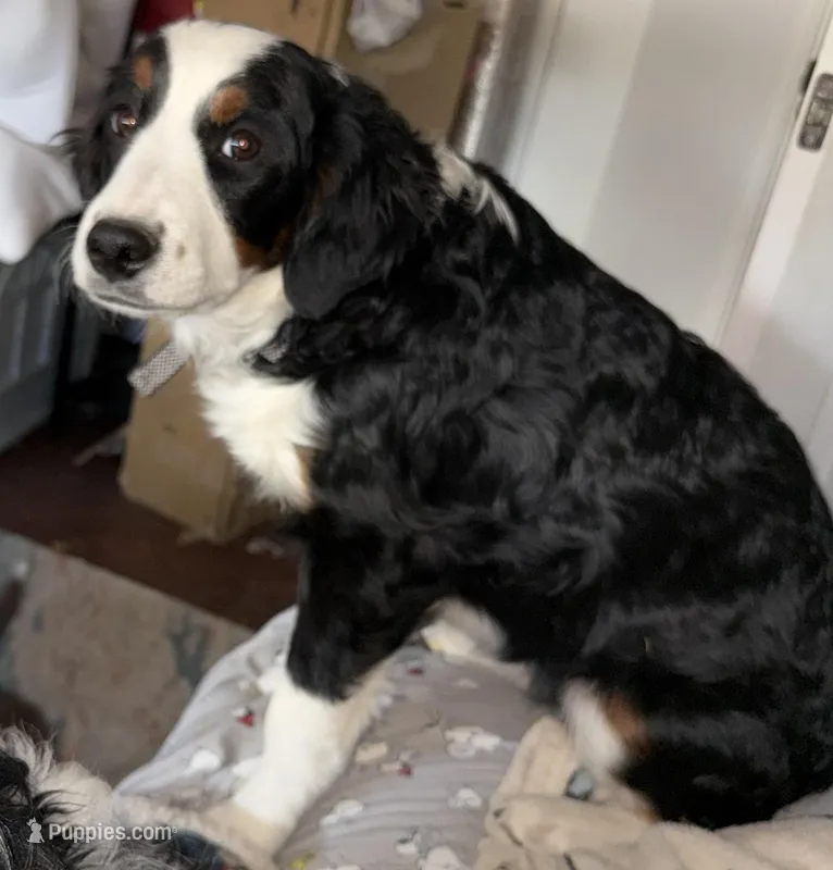 Daisy, a female Miniature Bernedoodle for sale in Wellington, CO – Photo 1 of 3