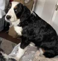 Daisy, a female Miniature Bernedoodle for sale in Wellington, CO – Photo 1 of 3