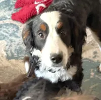 Daisy, a female Miniature Bernedoodle for sale in Wellington, CO – Photo 2 of 3