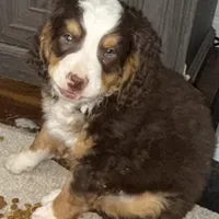 Alfie, a male Miniature Bernedoodle for sale in Wellington, CO – Photo 2 of 2