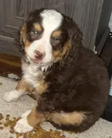 Alfie, a male Miniature Bernedoodle for sale in Wellington, CO – Photo 2 of 2