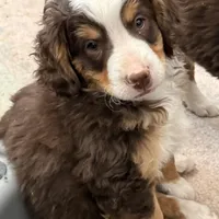 Alfie, a male Miniature Bernedoodle for sale in Wellington, CO – Photo 1 of 2