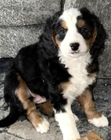 Daphne, a female Miniature Bernedoodle for sale in Wellington, CO – Photo 1 of 2