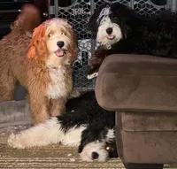 Biscuit , a female Miniature Bernedoodle for sale in Wellington, CO – 2 of 4