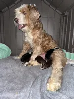 Biscuit , a female Miniature Bernedoodle for sale in Wellington, CO – 3 of 4