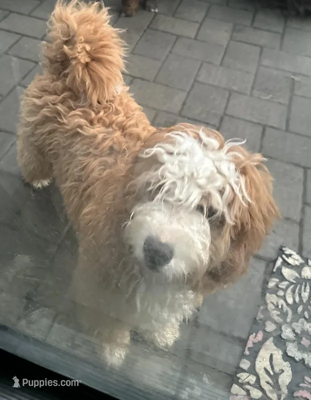 Biscuit  – Miniature Bernedoodle puppy for sale in Wellington, CO