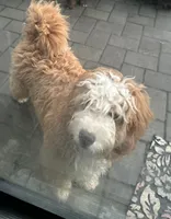 Biscuit , a female Miniature Bernedoodle for sale in Wellington, CO – 1 of 4