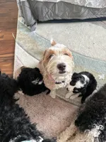 Biscuit , a female Miniature Bernedoodle for sale in Wellington, CO – 4 of 4