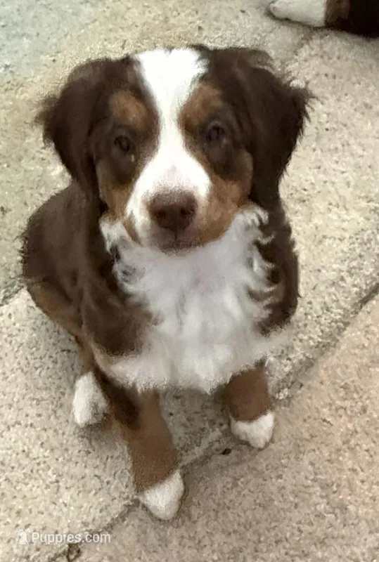 Ginger, a male Miniature Bernedoodle for sale in Wellington, CO – Photo 1 of 1