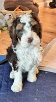Charlie, a male Miniature Bernedoodle for sale in Wellington, CO – Photo 3 of 3