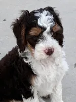 Charlie, a male Miniature Bernedoodle for sale in Wellington, CO – Photo 2 of 3