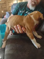 T bone, a male Boxer for sale in Paris, AR – 2 of 2