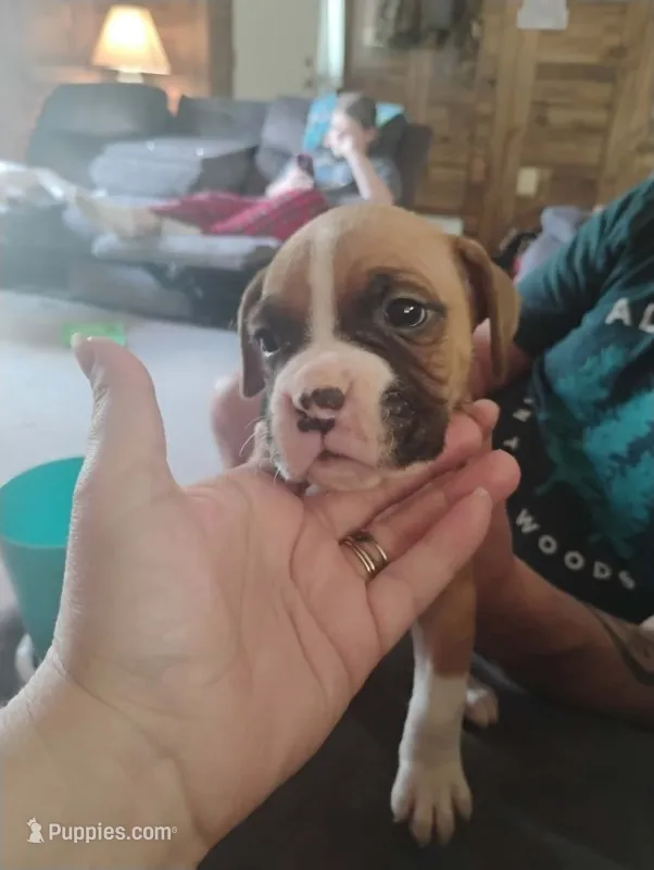T bone – Boxer puppy for sale in Paris, AR