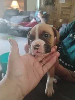 T bone, a male Boxer for sale in Paris, AR – 1 of 2