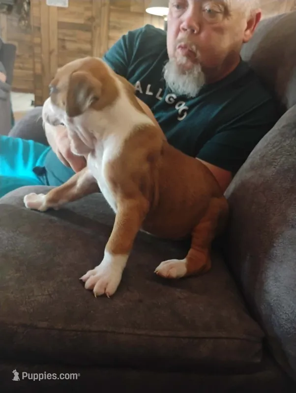 Joker – Boxer puppy for sale in Paris, AR
