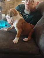 Joker, a male Boxer for sale in Paris, AR – 1 of 2