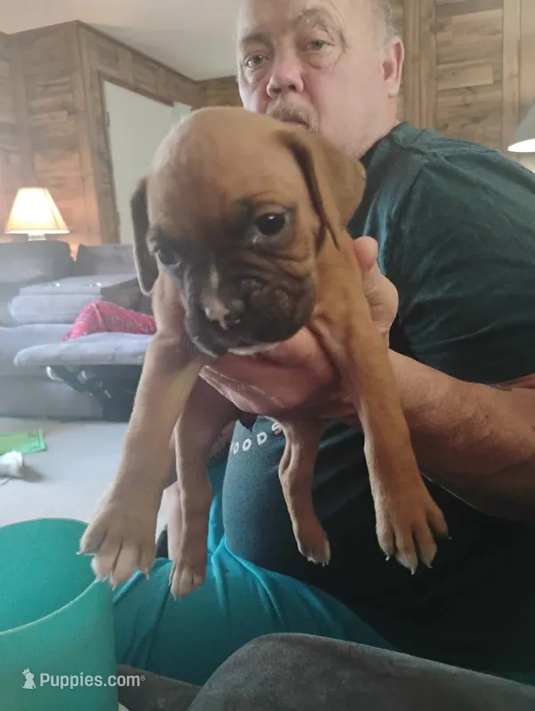 Darla – Boxer puppy for sale in Paris, AR