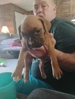 Darla, a female Boxer for sale in Paris, AR – 1 of 2