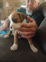 Joker, a male Boxer for sale in Paris, AR – 2 of 2