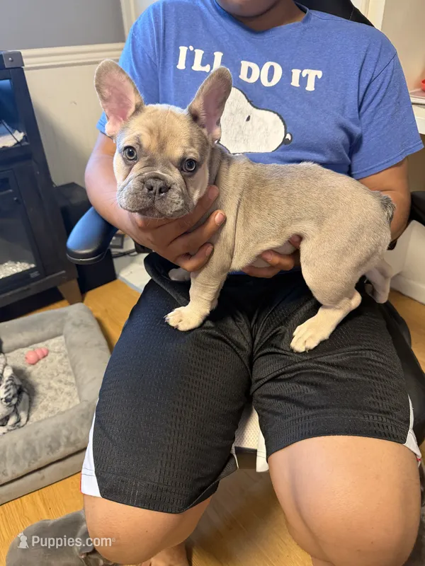 Bonnie – French Bulldog puppy for sale in Stanley, ND