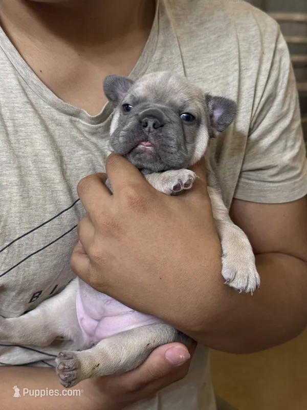 Bonnie – French Bulldog puppy for sale in Stanley, ND