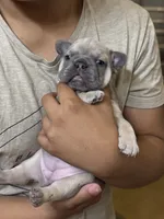 Bonnie, a female French Bulldog for sale in Stanley, ND – 1 of 2