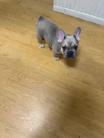 Bonnie, a female French Bulldog for sale in Stanley, ND – 6 of 6