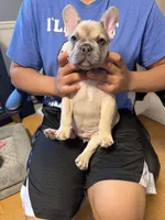 Bonnie, a female French Bulldog for sale in Stanley, ND – 5 of 6