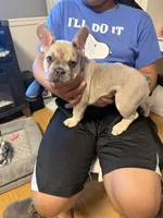 Bonnie, a female French Bulldog for sale in Stanley, ND – 4 of 6