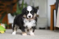 Mindy, a female Miniature Australian Shepherd for sale in Dundee, OH – Photo 6 of 8