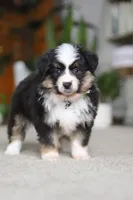 Mindy, a female Miniature Australian Shepherd for sale in Dundee, OH – Photo 5 of 8