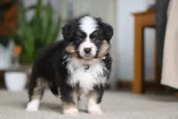 Mindy, a female Miniature Australian Shepherd for sale in Dundee, OH – Photo 1 of 8