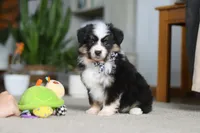 Mindy, a female Miniature Australian Shepherd for sale in Dundee, OH – Photo 2 of 8