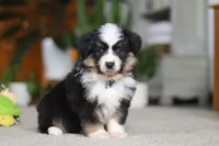 Mindy, a female Miniature Australian Shepherd for sale in Dundee, OH – Photo 4 of 8