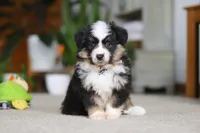 Mindy, a female Miniature Australian Shepherd for sale in Dundee, OH – Photo 3 of 8