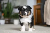 processed/c36d7ab3-5dda-4966-9878-a4d300f58a54/listing/7873c76a-d28d-49c0-ab0f-0c87bf5597a3/12f065ab-4979-4faa-8aae-0228a5f8a11a