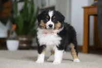 Macy, a female Miniature Australian Shepherd for sale in Dundee, OH – Photo 6 of 10