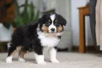 Macy, a female Miniature Australian Shepherd for sale in Dundee, OH – Photo 8 of 10