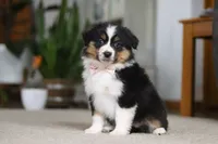 Macy, a female Miniature Australian Shepherd for sale in Dundee, OH – Photo 1 of 10