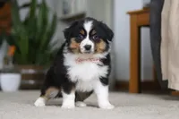 Macy, a female Miniature Australian Shepherd for sale in Dundee, OH – Photo 7 of 10