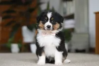 Macy, a female Miniature Australian Shepherd for sale in Dundee, OH – Photo 2 of 10