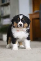 Macy, a female Miniature Australian Shepherd for sale in Dundee, OH – Photo 5 of 10