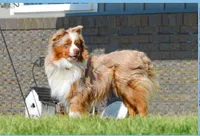 Max, a male Miniature Australian Shepherd for sale in Dundee, OH – Photo 9 of 10